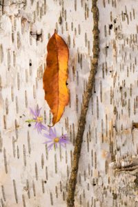 Fine art photography
